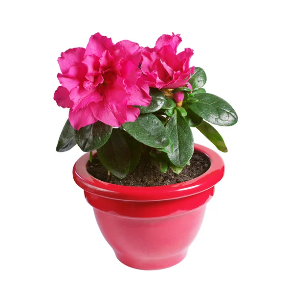 Flor roja de Azalea — Foto de Stock