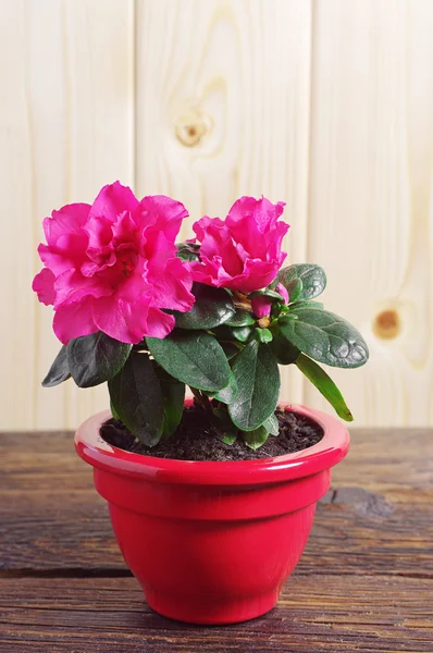 Flor roja de Azalea — Foto de Stock