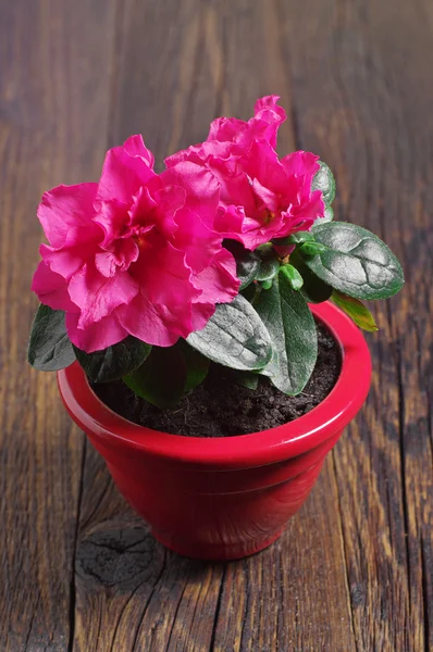 Flor roja de Azalea — Foto de Stock