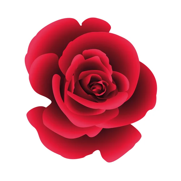 Rosa de flor única . — Vector de stock