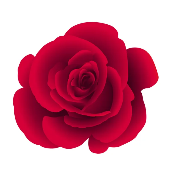 Single flower rose. — 图库矢量图片