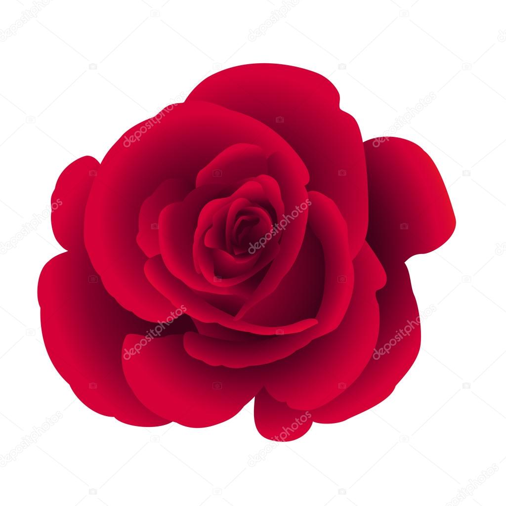 Single flower rose.