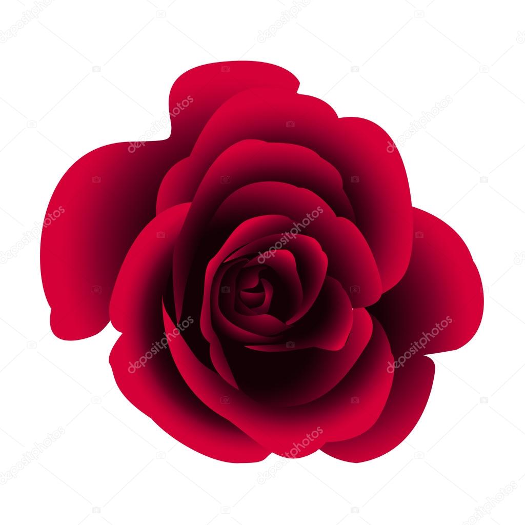 Single flower rose.