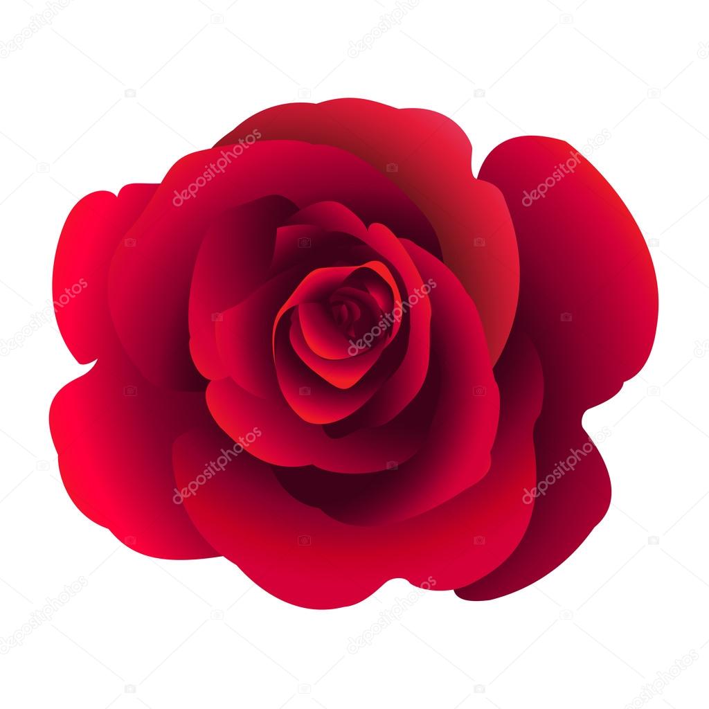 Single rose flower.