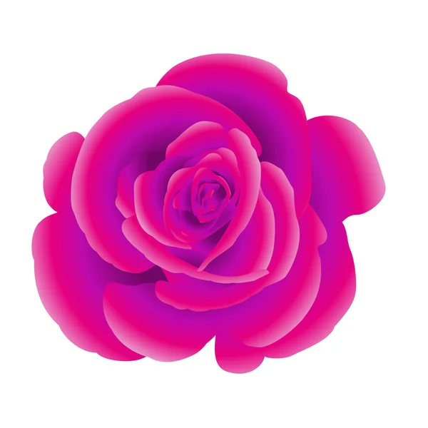 Single flower of purple rose. — Stock Vector