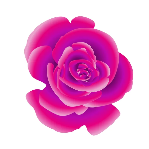 Jediný květ purpurová růže. — Stockový vektor