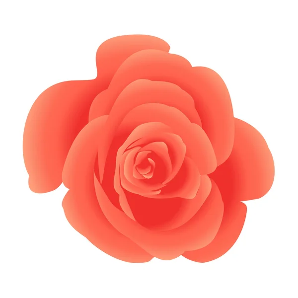 Egyetlen korall virág rózsa. — Stock Vector