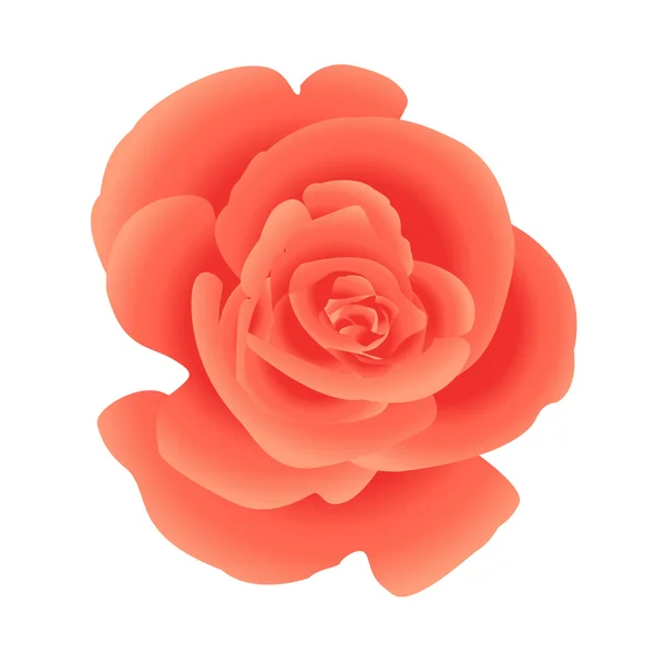 Single flower coral roses. — Stock Vector