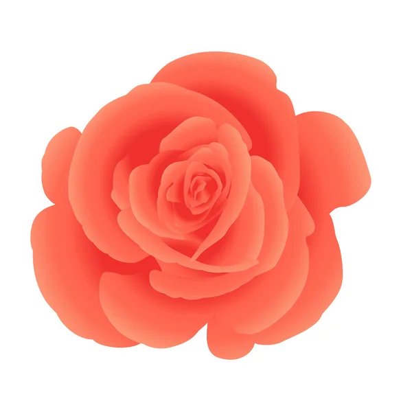 Rosas de coral de flor única . —  Vetores de Stock