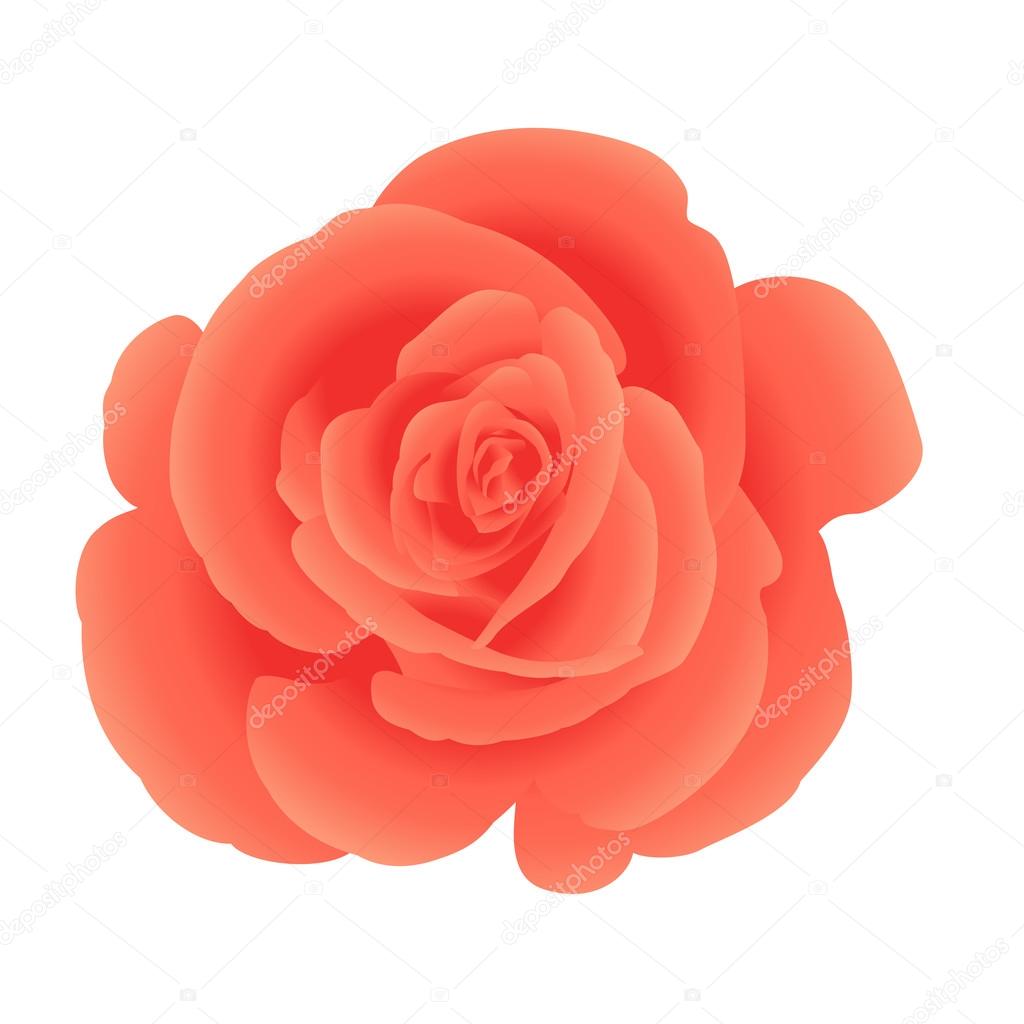 Single flower coral roses.