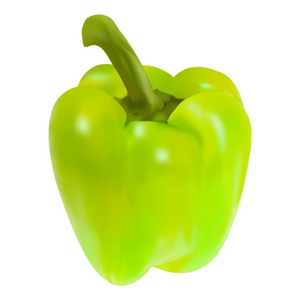 Single green bell pepper. — Stock Vector