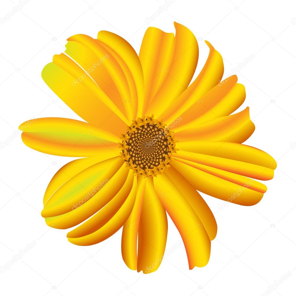 A single daisy flower.