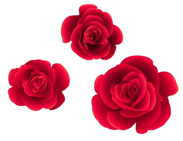 Conjunto de flores rosas, fondo . — Vector de stock