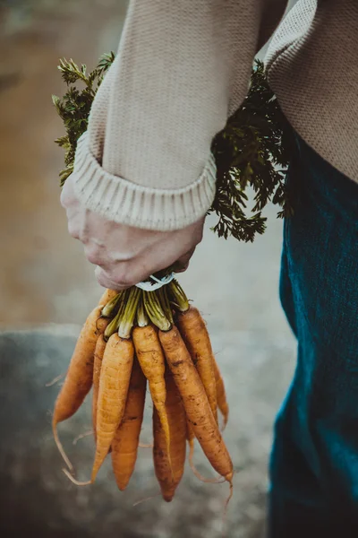 Świeży organicznej marchwi w rękach rolników — Zdjęcie stockowe