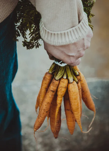 Čerstvé bio mrkev v rukou zemědělců — Stock fotografie