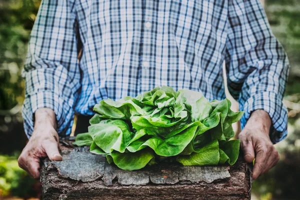 Landwirt mit Salat — Stockfoto