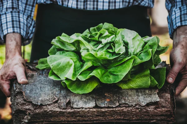 Фермер з листям салату — стокове фото