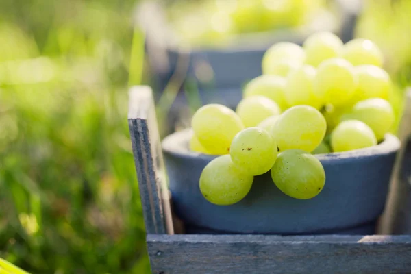 Uvas frescas em cesto — Fotografia de Stock