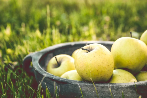 Frische Äpfel in der Natur — Stockfoto