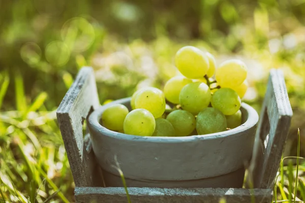 Fresh grapes in basket — Stock Photo, Image