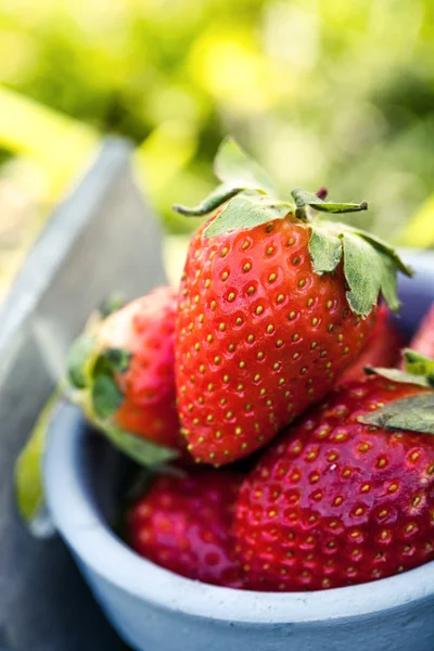 Aardbeien in gras — Stockfoto