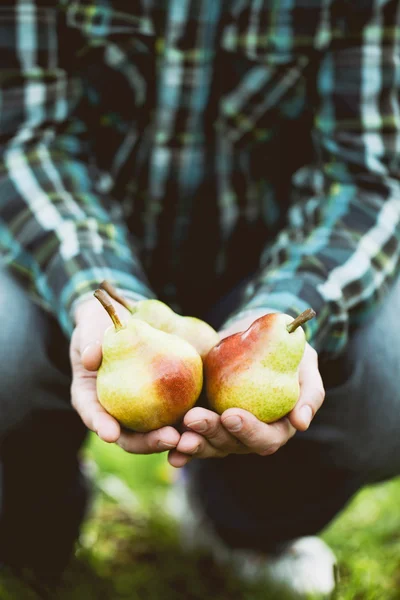 Fresh pear in farmers hands — Stock Photo, Image