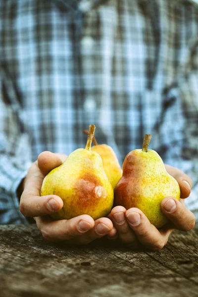 在农民手中的鲜梨 — 图库照片
