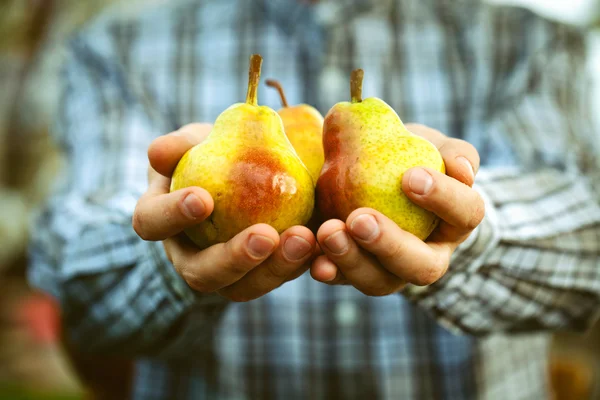 Poire fraîche entre les mains des agriculteurs — Photo