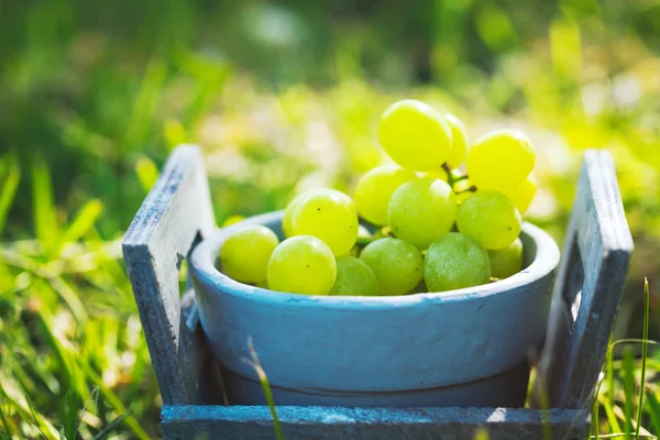 Fresh grapes in basket — Stock Photo, Image