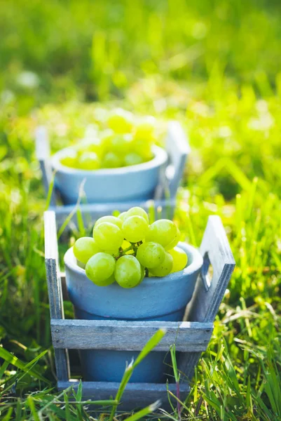 Fresh grapes in basket — Stock Photo, Image