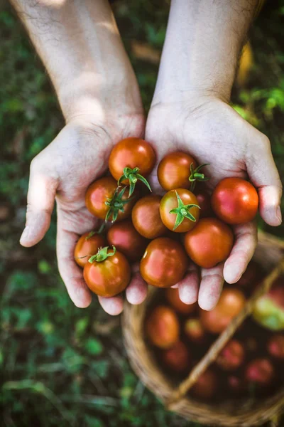 Frisch geerntete Tomaten — Stockfoto