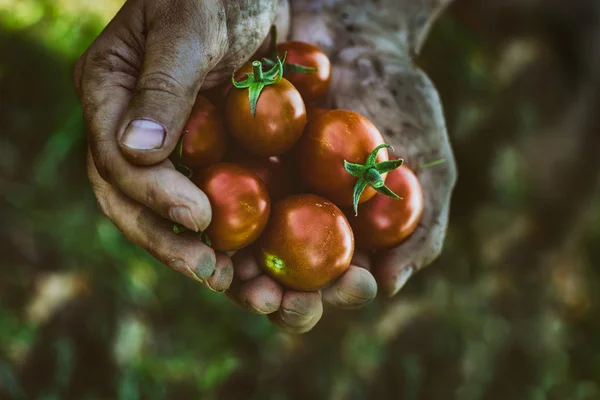 Pomodori appena raccolti — Foto Stock