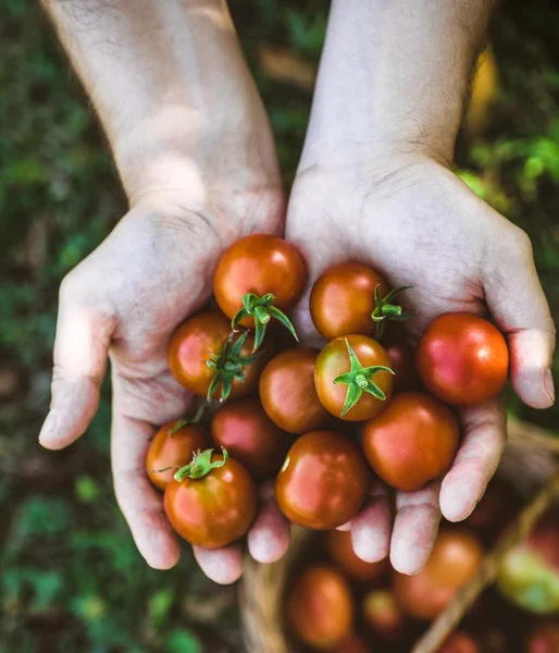 新鮮な収穫トマト — ストック写真