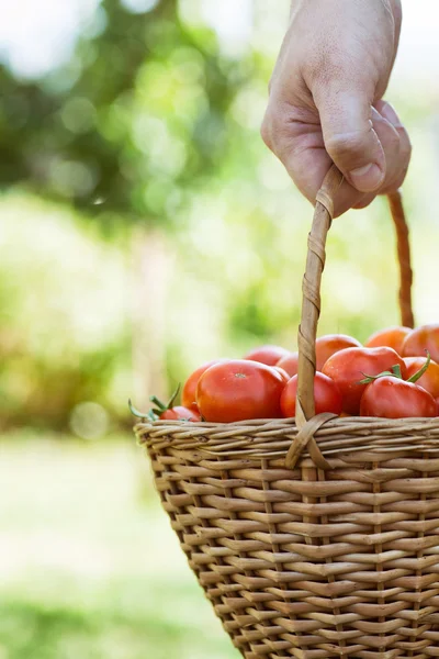 Tomates fraîchement récoltées — Photo