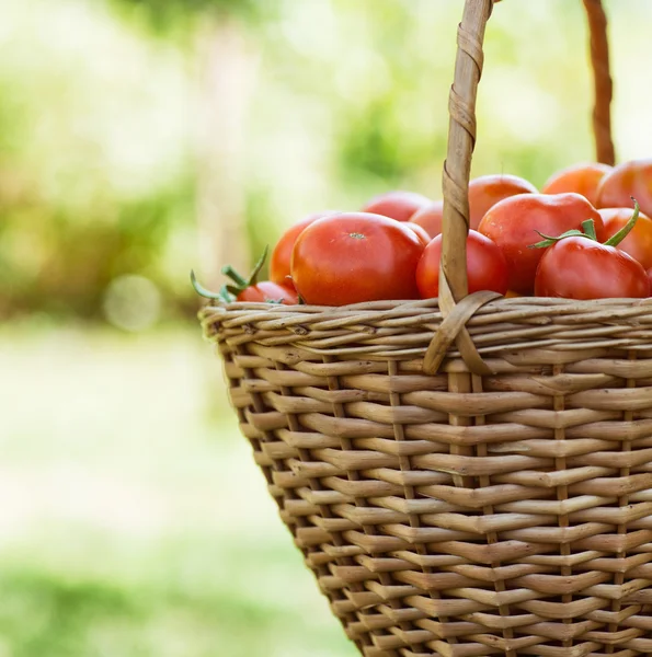 新鲜收获的西红柿 — 图库照片