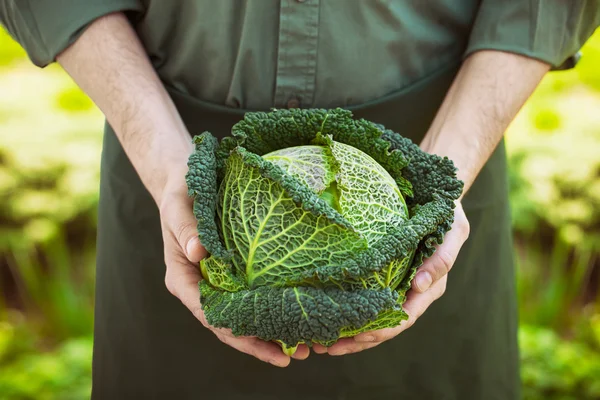 Agricultor con col rizada — Foto de Stock