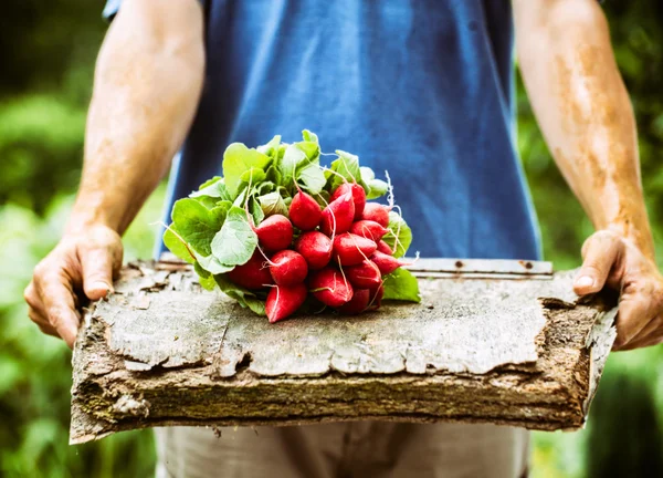 Agricultor com legumes — Fotografia de Stock