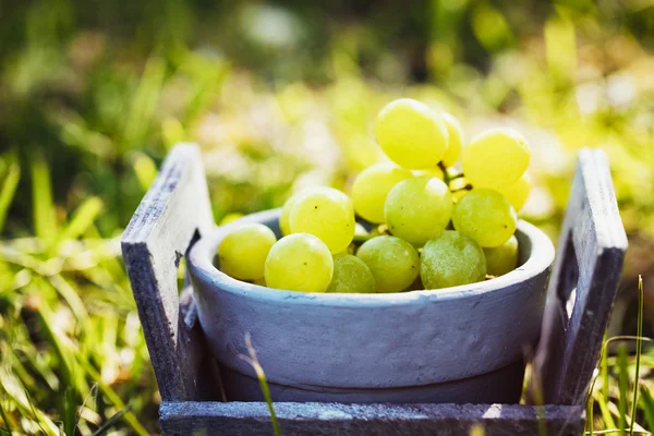 Fresh grapes in basket — Stock Photo, Image