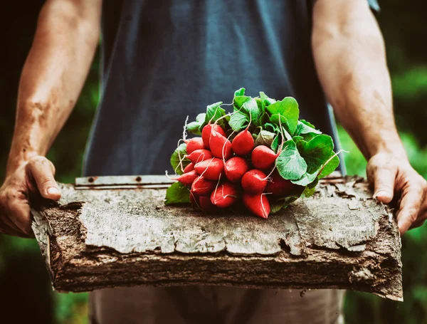 Agricultor com legumes — Fotografia de Stock