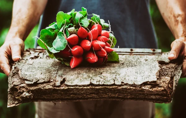 Agricultor com legumes — Fotografia de Stock
