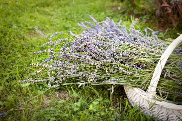 Mazzo di fiori di lavanda sull'erba — Foto Stock