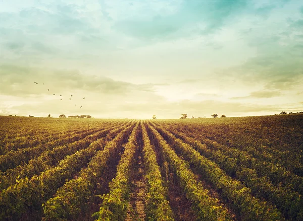 Vineyard in autumn — Stock Photo, Image