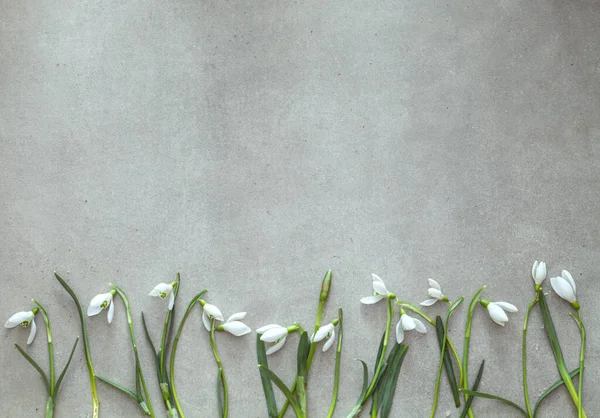Spring Background Snowdrop Flowers Easter Background Overhead Flatlay Easter Stock Image