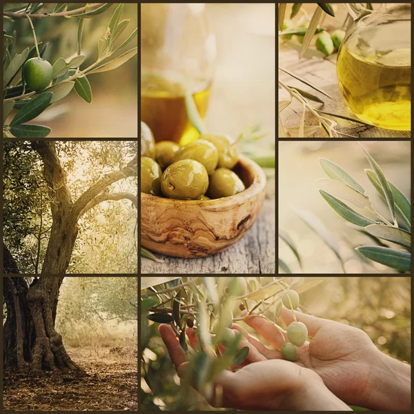 Olivy koláž — Stock fotografie