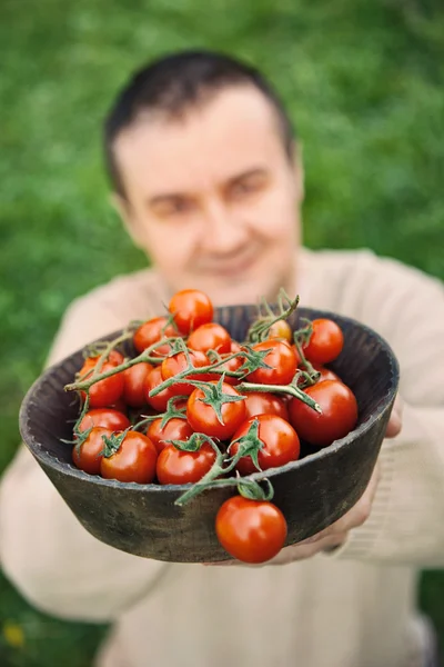 Cosecha de tomate —  Fotos de Stock