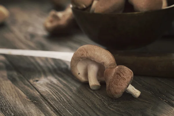 Cogumelos shiitake — Fotografia de Stock