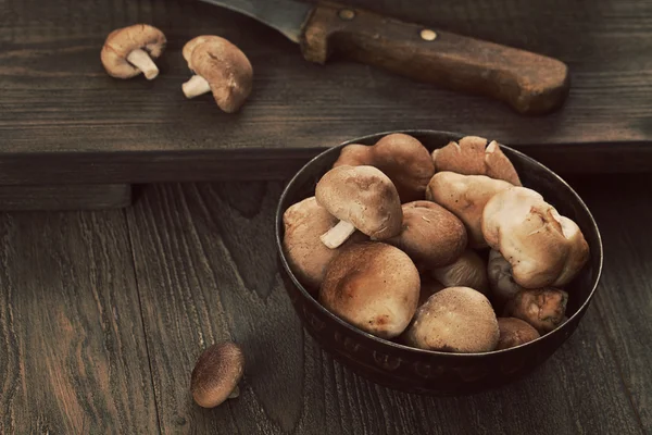 Shiitake champignons — Stockfoto