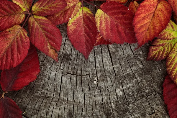 Autumn red leaves — Stock Photo, Image