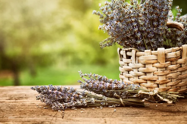 Lavendel — Stockfoto