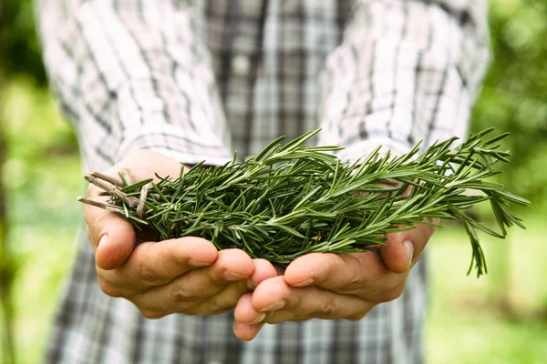 Agricoltore con rosmarino — Foto Stock